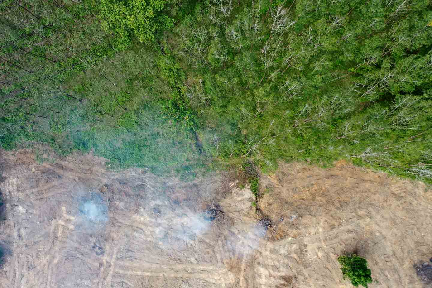 Due Diligence Statement under EU Deforestation Regulation (EUDR) 2023/1115